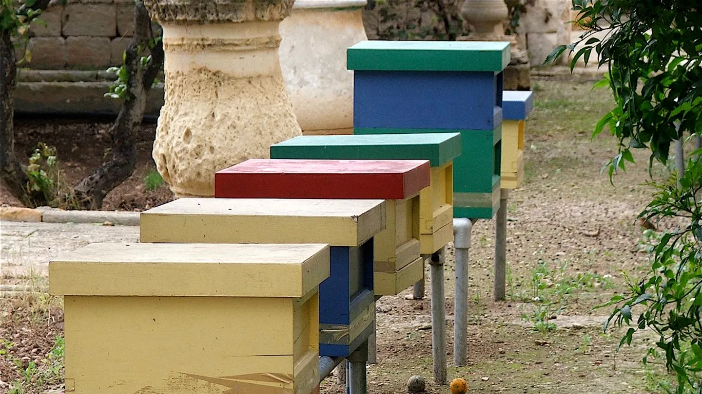 A row of painted wooden beehives beside a garden.