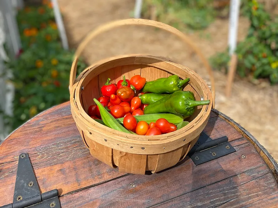 A basket of cherry tomatoes and peppers at a farm stand.