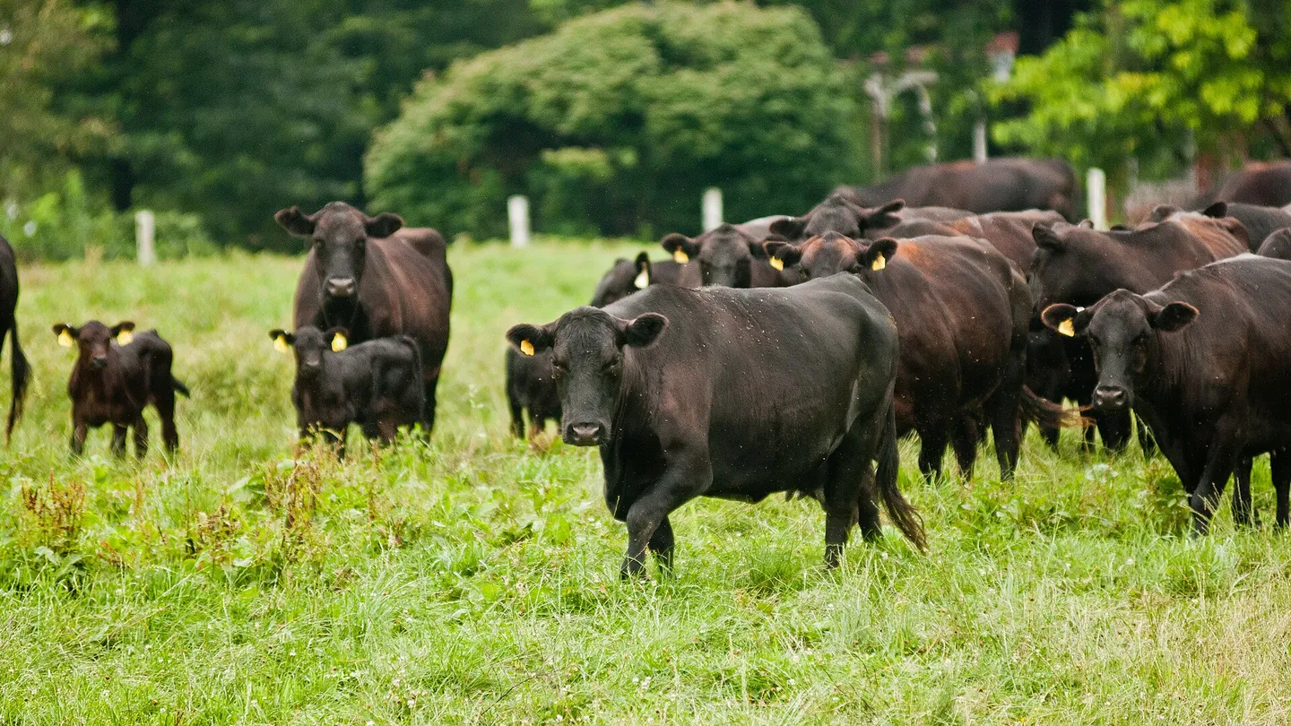 Black cattle grazing on open green pasture.