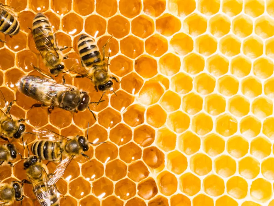 Honeybees at work on honeycomb.