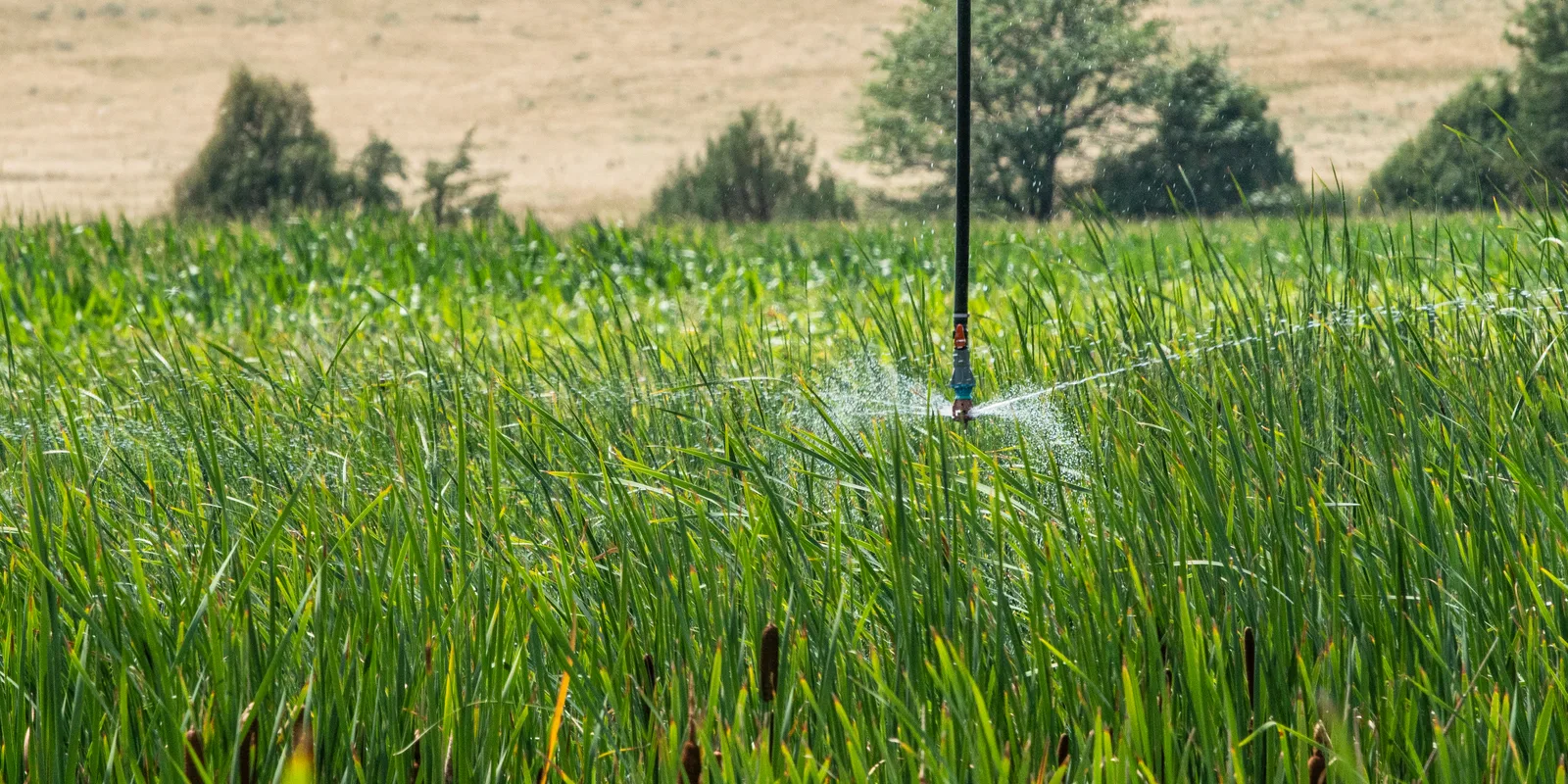 Irrigation watering a green farm field in rural Nebraska.