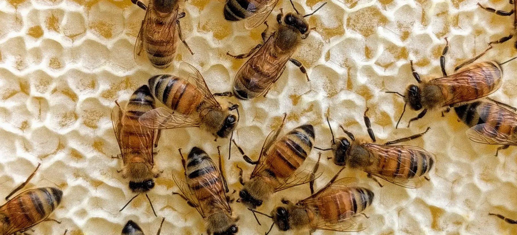 Honeybees working across pale honeycomb